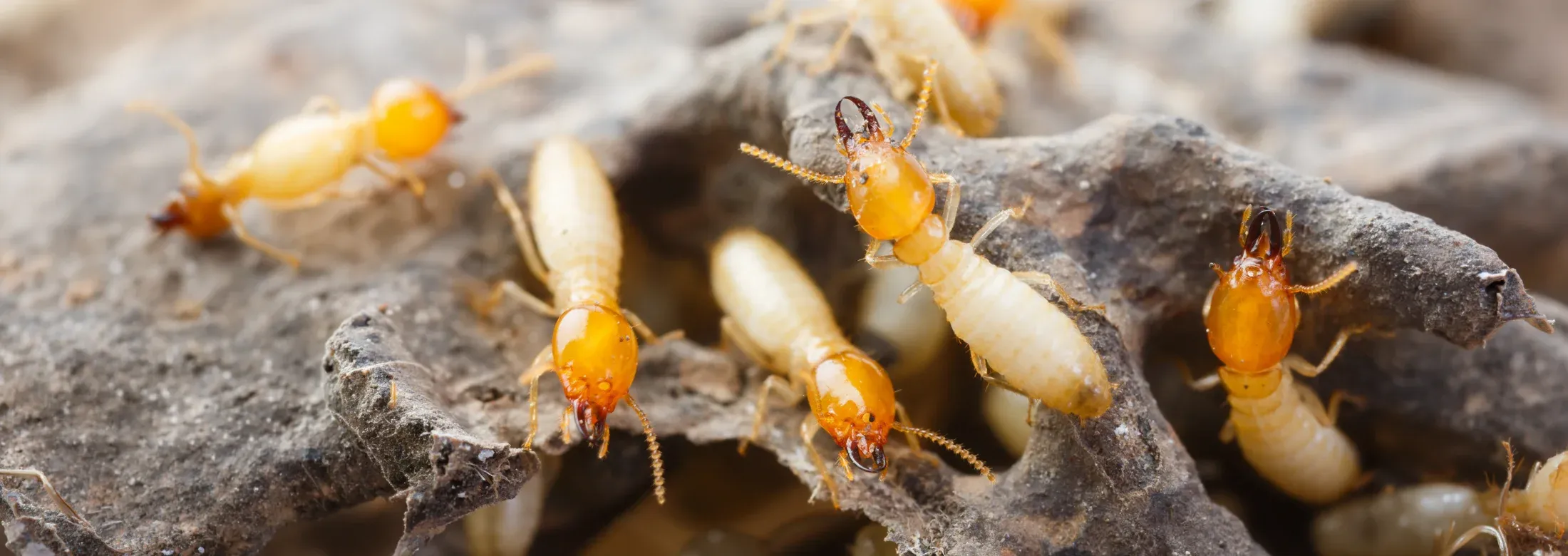 close up image of termites on wood