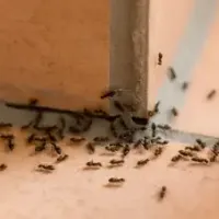 ants