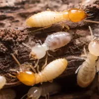 termites