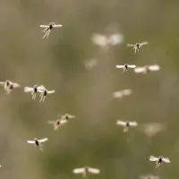 mosquitos