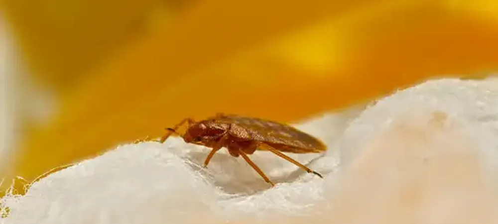 bed bug