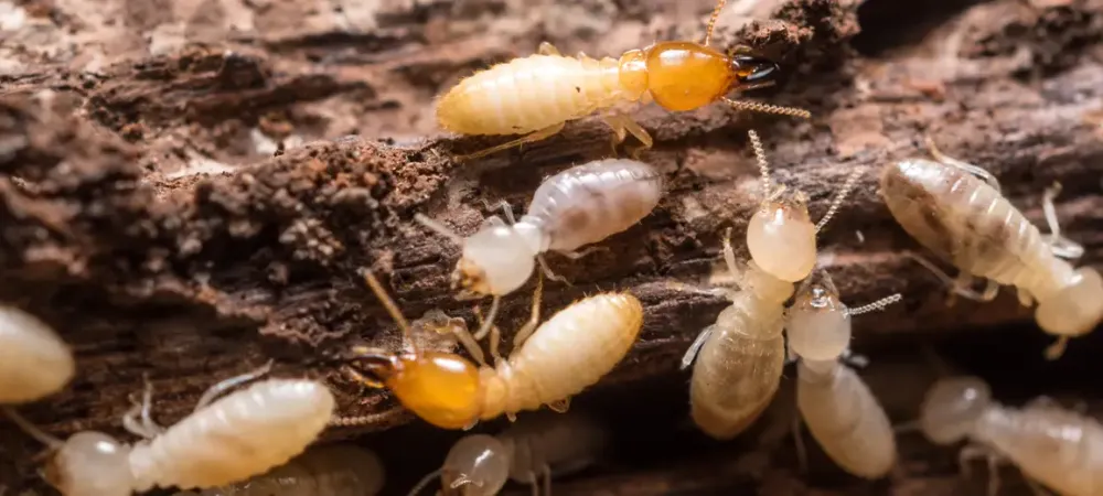 termites