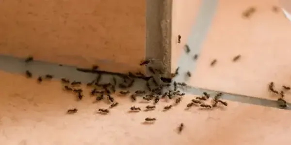 ants