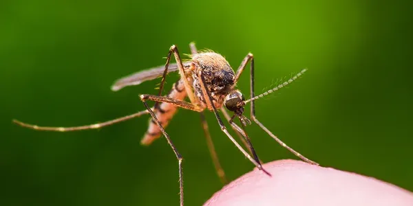 mosquito on someone's arm