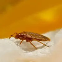 bed bug