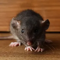 rodent