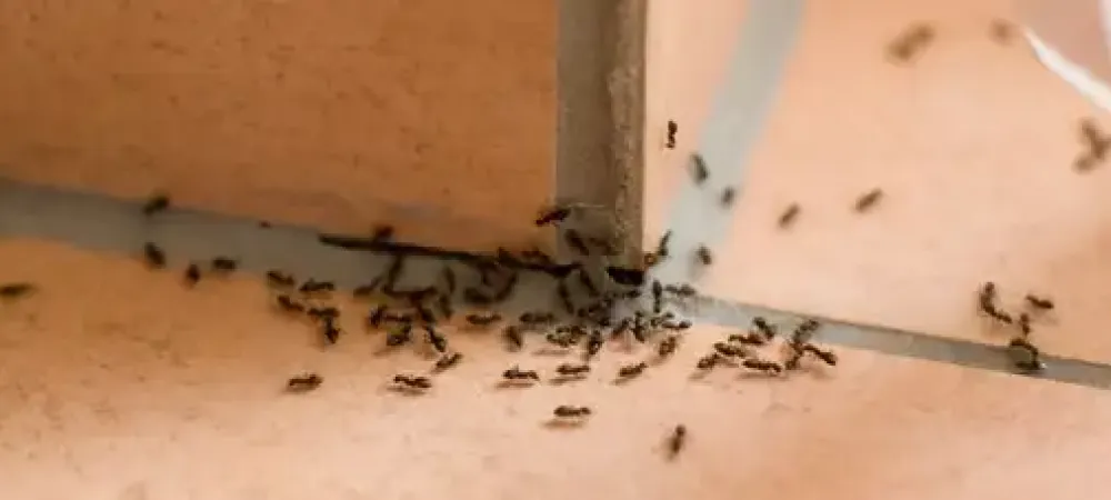 ants