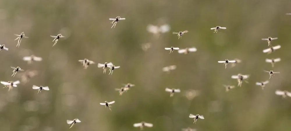mosquitos