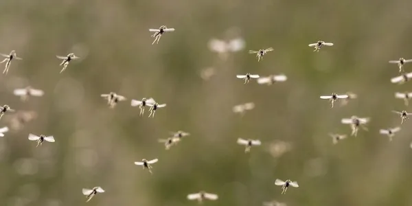 mosquitos