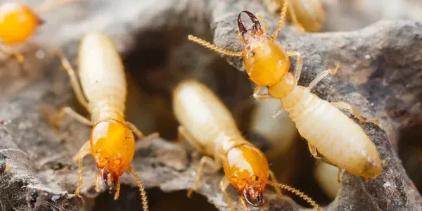 termites